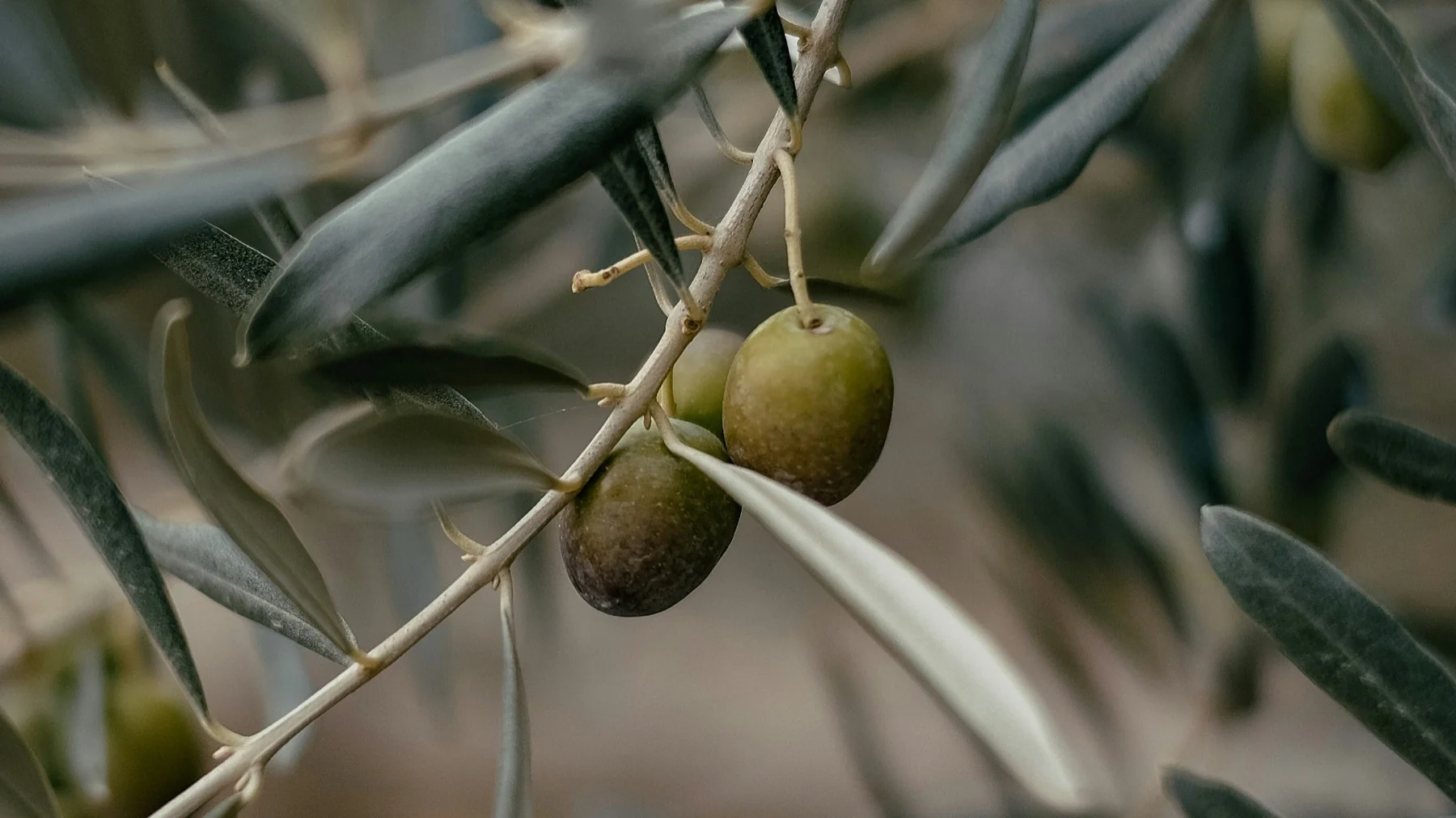 Prado Castells — diseño de contenido para Instagram de aceite de oliva riojano